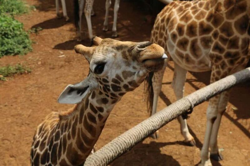 David Sheldrick Wildlife Trust & Giraffe Center - FAQs