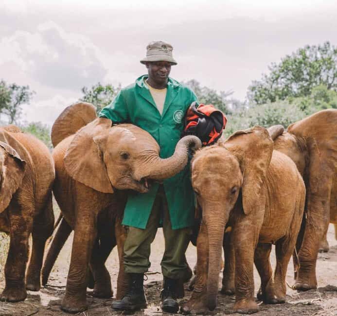 David Sheldrick Wildlife Trust Guided Tour and Tickets - Key Points