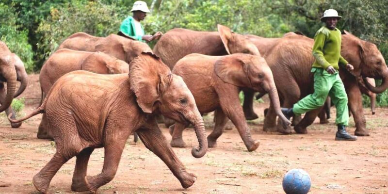 David Sheldrick Wildlife Trust Guided Tour and Tickets - Frequently Asked Questions (FAQs)