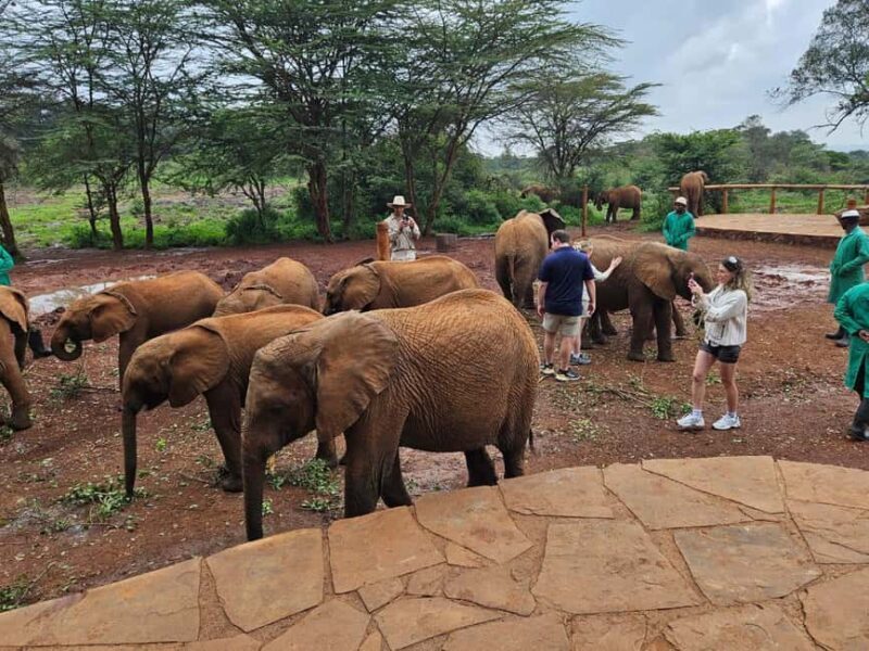 David Sheldrick Wildlife Trust Half-Day Tour - What’s Included and What’s Not