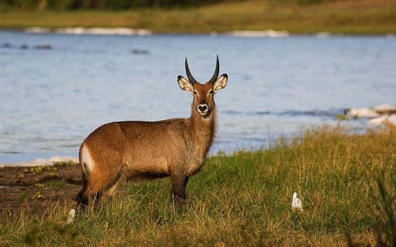 Day 3 : Game Drive and Transfer to Kigali - Key Points