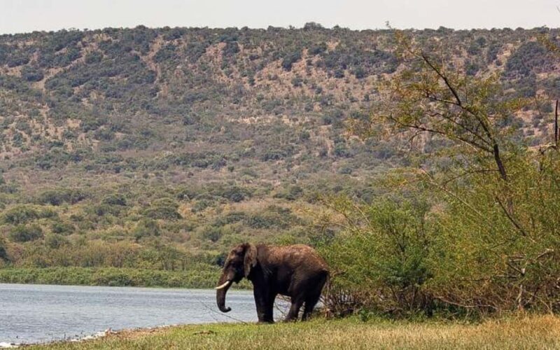 Day 3 : Game Drive and Transfer to Kigali - Practical Tips for Travelers