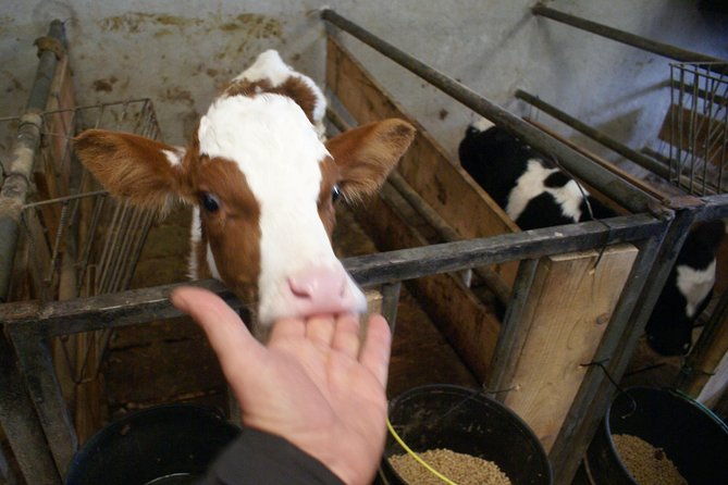 day-at-the-farm