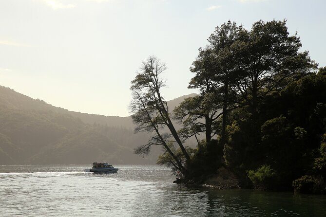 Day Cruise & Lunch at Punga Cove Resort - Authentic Feedback from Travelers