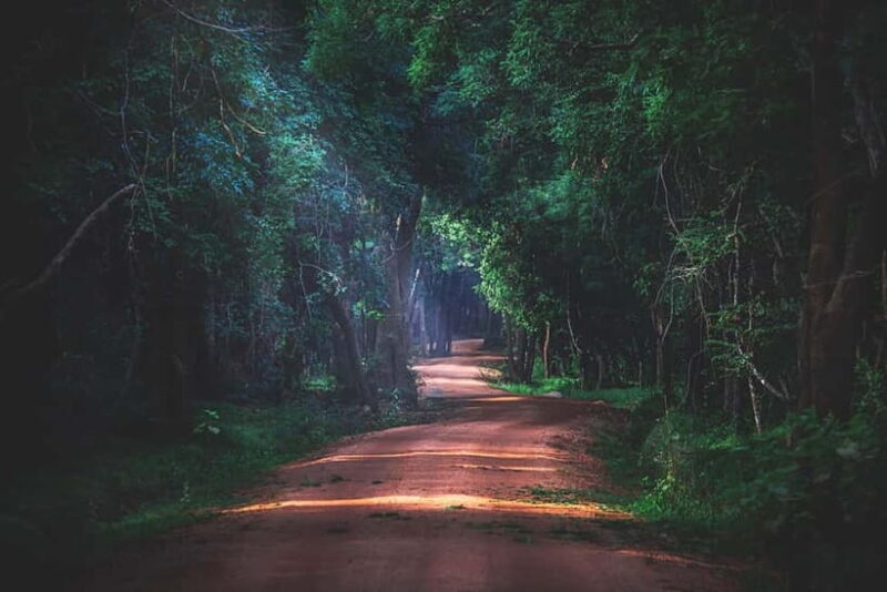 Day Excursion Sigiriya, Dambulla & Ritigala Archaeological - Who Is This Tour Best For?