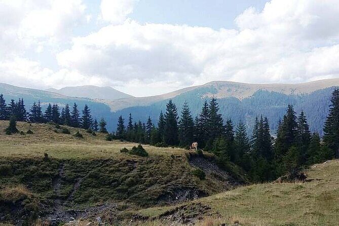 Day Excursion To Gulmarg From Srinagar With Lunch - Additional Insights from Travelers