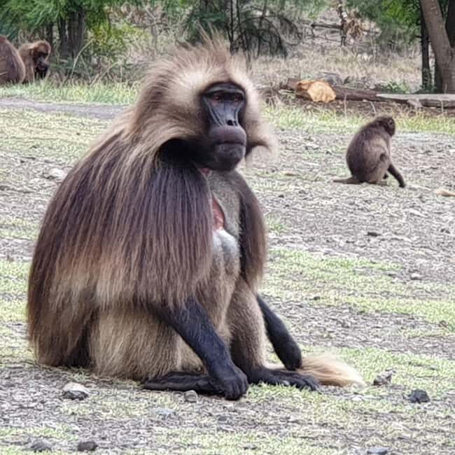 Day Excursion to the Portuguese Bridge and Blue Nile Gorge - Practical Details and Tips