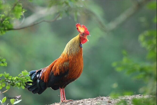 Day Excursion To Yala National Park From Negombo - Key Points