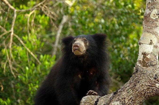 Day Excursion To Yala National Park From Negombo - Insider Tips and Practical Details