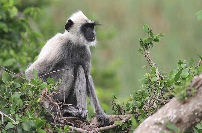 Day Excursion To Yala National Park From Negombo - Final Thoughts: Is This Tour Worth It?