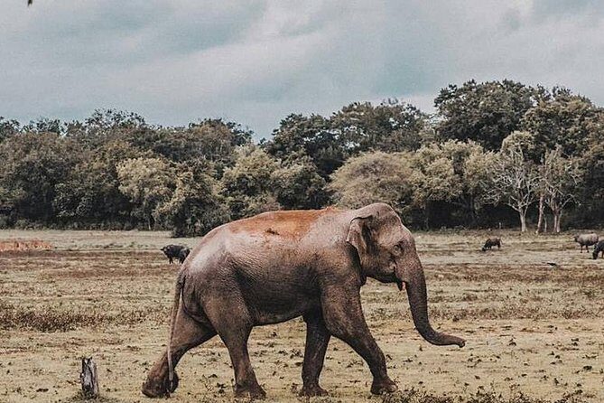 Day Excursions to Minneriya National Park Safari From Negombo - The Itinerary in Detail