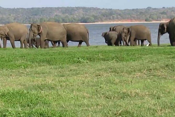 Day Excursions to Minneriya National Park Safari From Negombo - Who Should Consider This Tour?