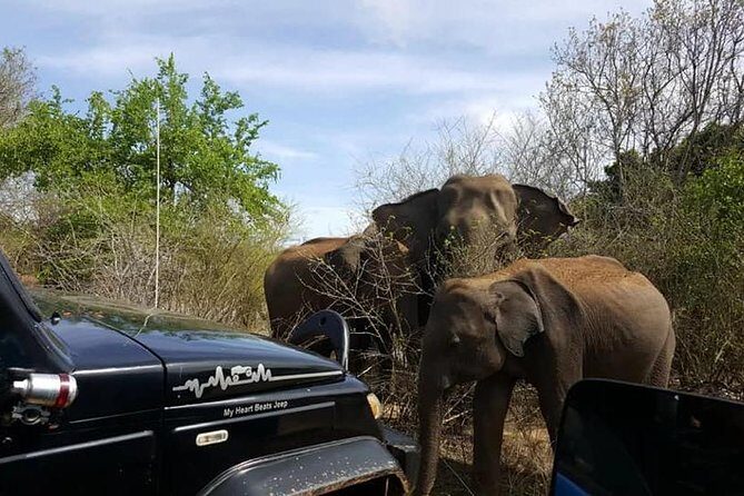 Day Excursions to Udawalawe From Wadduwa - FAQs about the Wadduwa to Udawalawe Day Tour