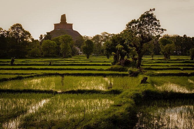 Day Excursions to UNESCO City ANURADHAPURA from Negombo - Starting Early for a Big Day Out
