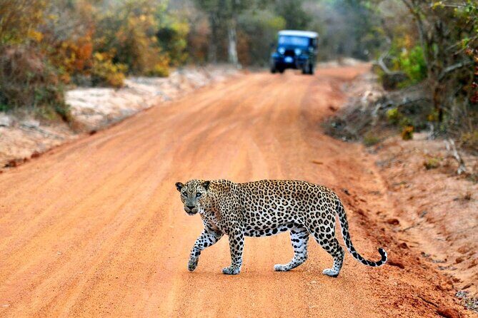 Day Excursions To Yala National Park Jeep Safari Form Galle - Key Points