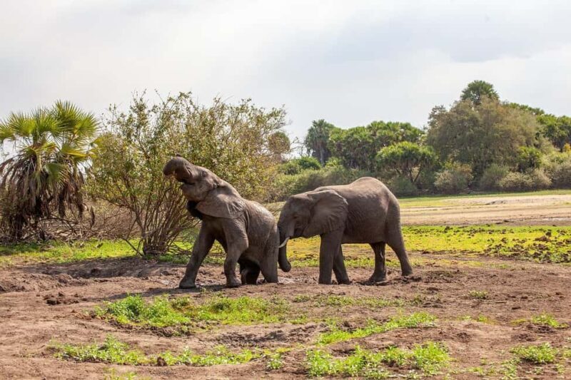 DAY FLIGHT SAFARI: ZANZIBAR TO MIKUMI NATIONAL PARK - Key Points