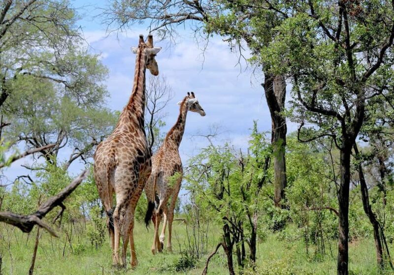 DAY FLIGHT SAFARI: ZANZIBAR TO MIKUMI NATIONAL PARK - Introduction to the Safari Experience