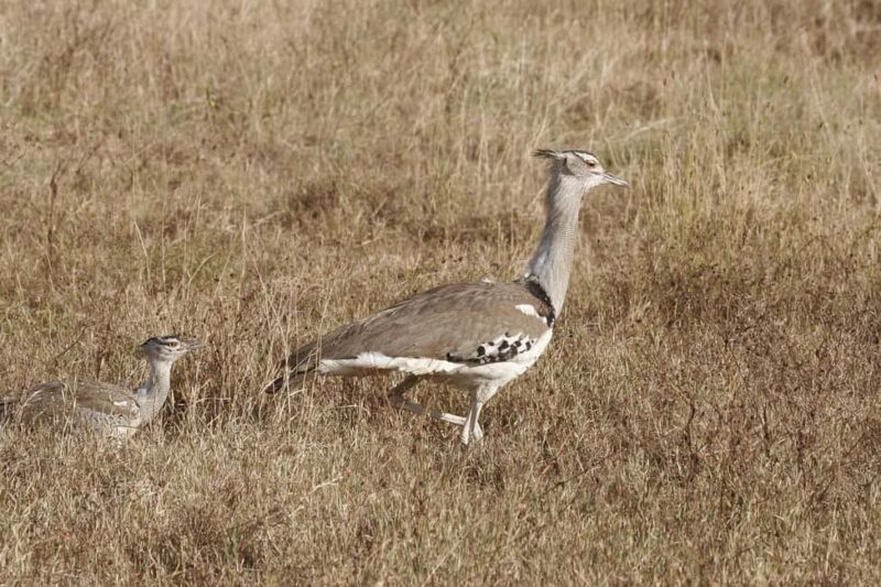 DAY FLIGHT SAFARI: ZANZIBAR TO MIKUMI NATIONAL PARK - Why This Tour Offers Great Value