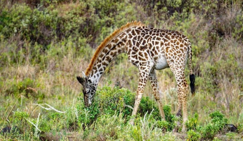 DAY FLIGHT SAFARI: ZANZIBAR TO MIKUMI NATIONAL PARK - Practical Tips for Making the Most of This Safari