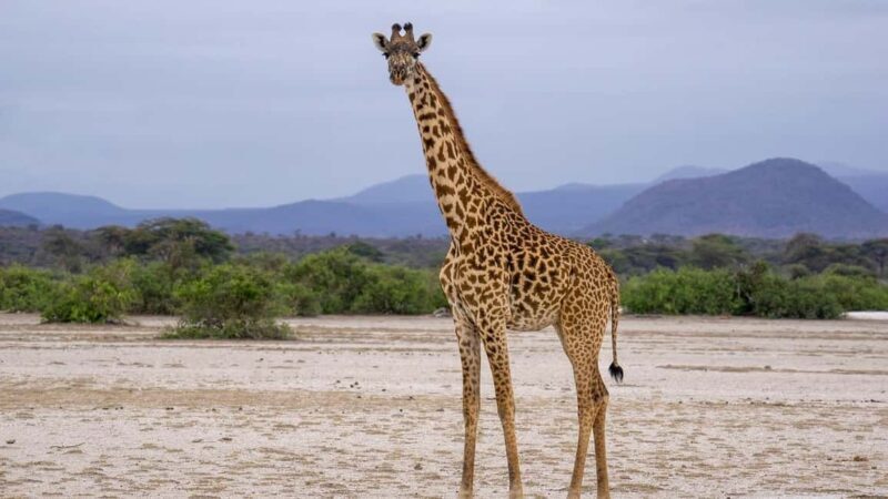 DAY FLIGHT SAFARI: ZANZIBAR TO MIKUMI NATIONAL PARK - What Travelers Say