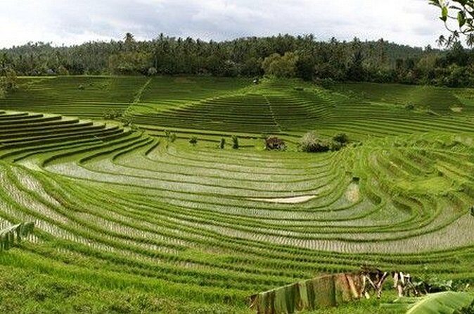 Day in Lovina - Authentic Insights from Reviews