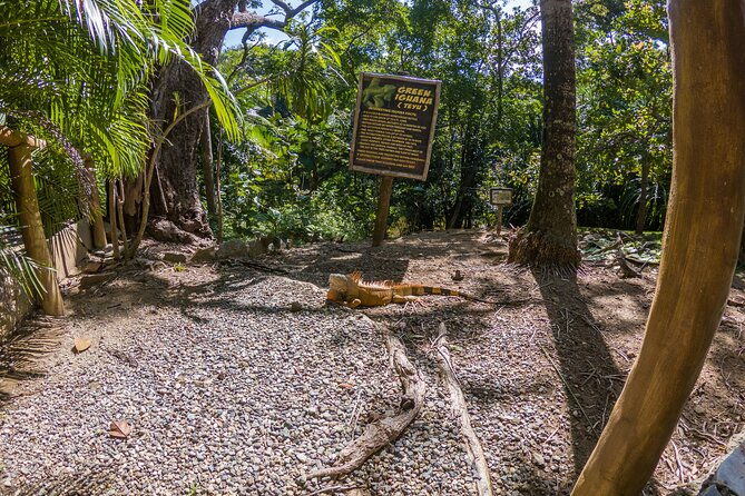 day-pass-paradise-beach-optional-gumbalimba-animal-sanctuary-and-or-zip-line