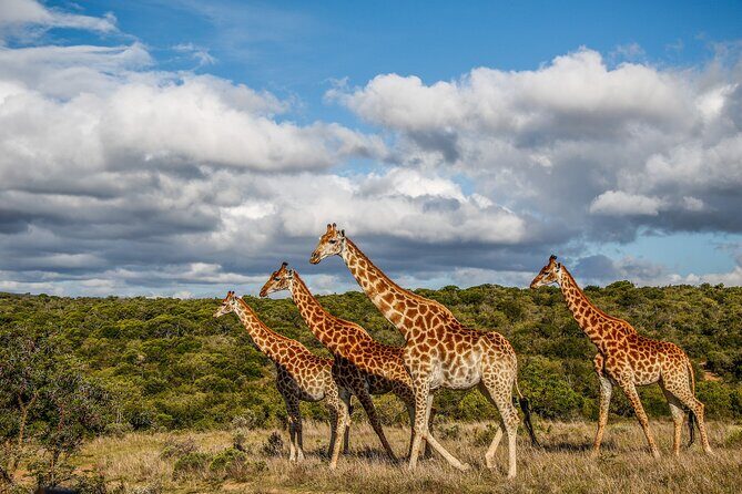 Day Safari at Pumba Private Game Reserve - Who Would Love This Tour?