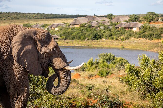 Day Safari at Pumba Private Game Reserve - Final Thoughts