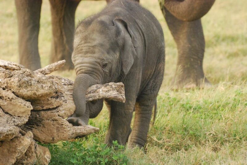 day-safari-from-hambantota