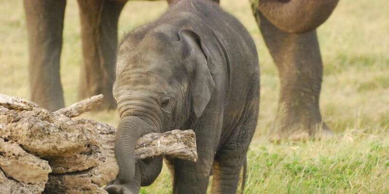 day-safari-from-hambantota