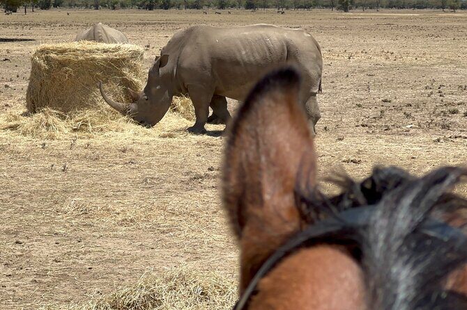 Day safari to Olpejeta Rhino conservancy - FAQs