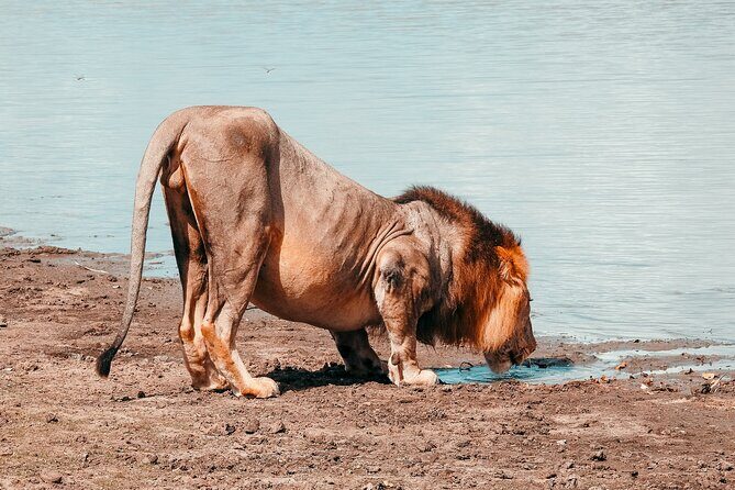 Day Safari Tour Selous Game Reserve - Reflection on the Price and Value