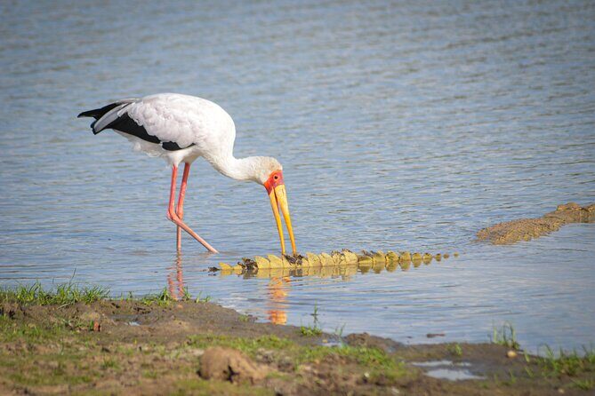 Day Safari Tour Selous Game Reserve - The Sum Up