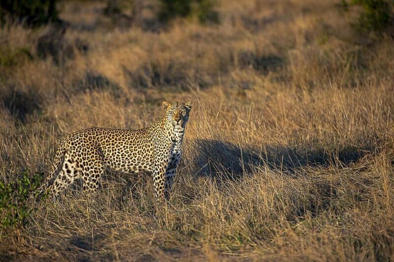 Day Selous Game reserve: game Drive with Lunch From Zanzibar - What to Expect on the Tour