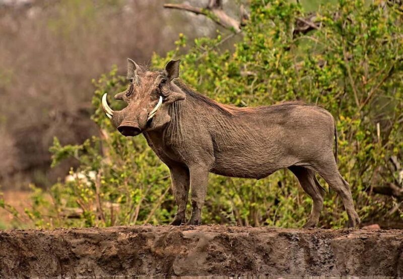 Day Selous Game reserve: game Drive with Lunch From Zanzibar - The Practical Side of Things