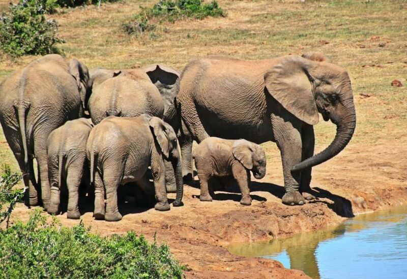Day Selous Game reserve: game Drive with Lunch From Zanzibar - Who Is This Tour Best For?