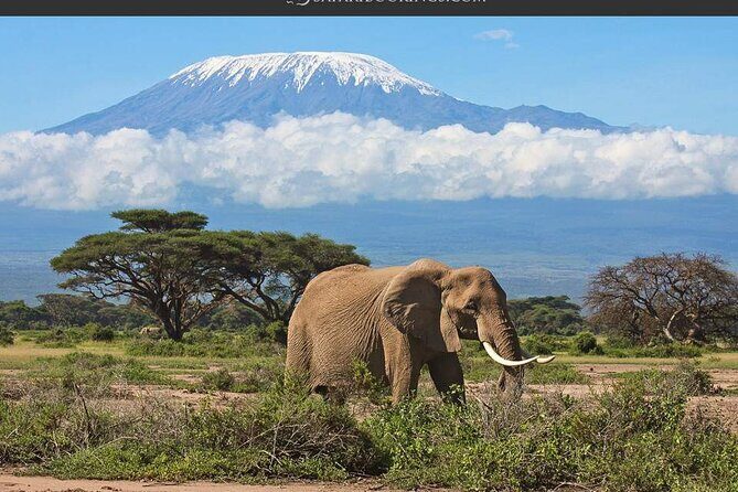 Day Tour - Amboseli National Park From Nairobi - The Experience Overview