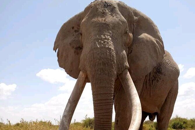 Day Tour - Amboseli National Park From Nairobi - Who Should Consider This Tour?