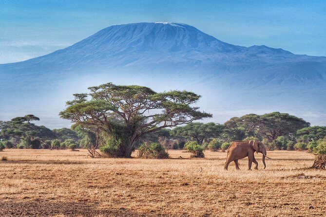 Day Tour - Amboseli National Park From Nairobi - FAQ