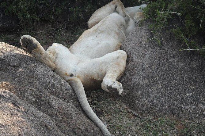 Day Tour Amboseli Park From Nairobi - A Complete Breakdown of the Amboseli Day Tour