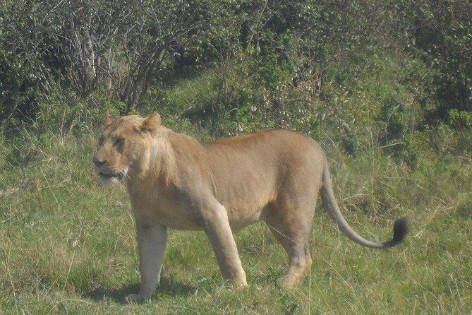 Day Tour Amboseli Park From Nairobi - Value for Money and Practical Considerations