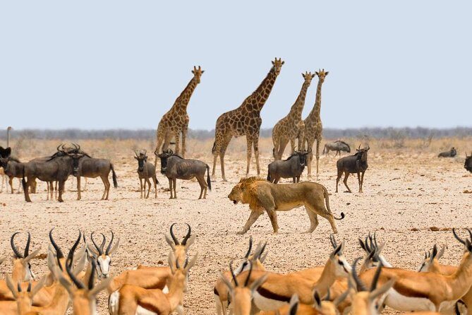 Day Tour Amboseli Park From Nairobi - Final Thoughts
