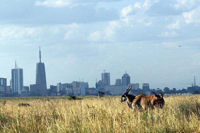 Day Tour at Nairobi National Park and Giraffe Centre - Key Points