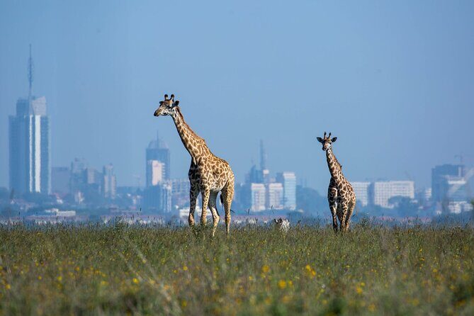 Day Tour at Nairobi National Park and Giraffe Centre - An In-Depth Look at the Itinerary