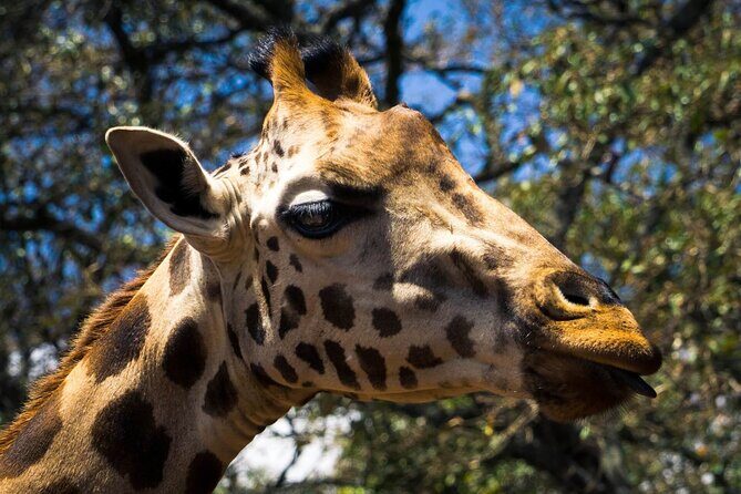 Day Tour at Nairobi National Park and Giraffe Centre - Who Is This Tour Best For?