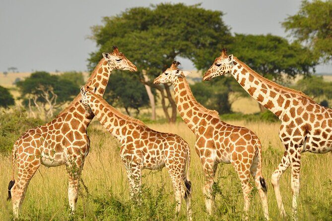 Day Tour at Nairobi National Park and Giraffe Centre - The Sum Up