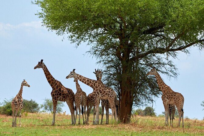 Day Tour at Nairobi National Park and Giraffe Centre - Frequently Asked Questions
