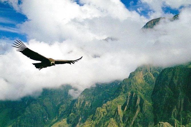 day-tour-condors-flight-chonta-canyon