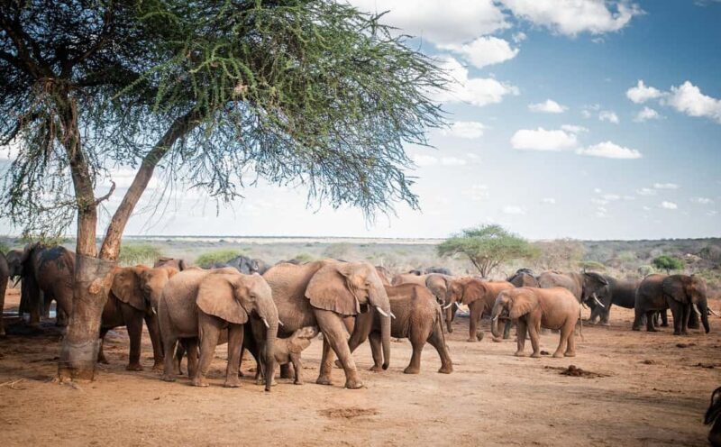 DAY TOUR: DAVID SHELDRICK ELEPHANT TRUST & GIRAFFE CENTER - An In-Depth Look at the Day Tour: What to Expect