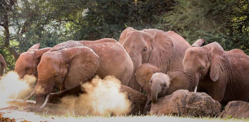 DAY TOUR: DAVID SHELDRICK ELEPHANT TRUST & GIRAFFE CENTER - The Value of the Tour